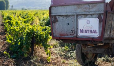 Harvest 2021 for Cuvée Mistral